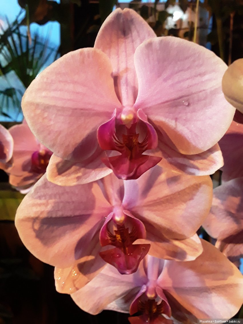 А вы знаете, где сейчас цветут орхидеи