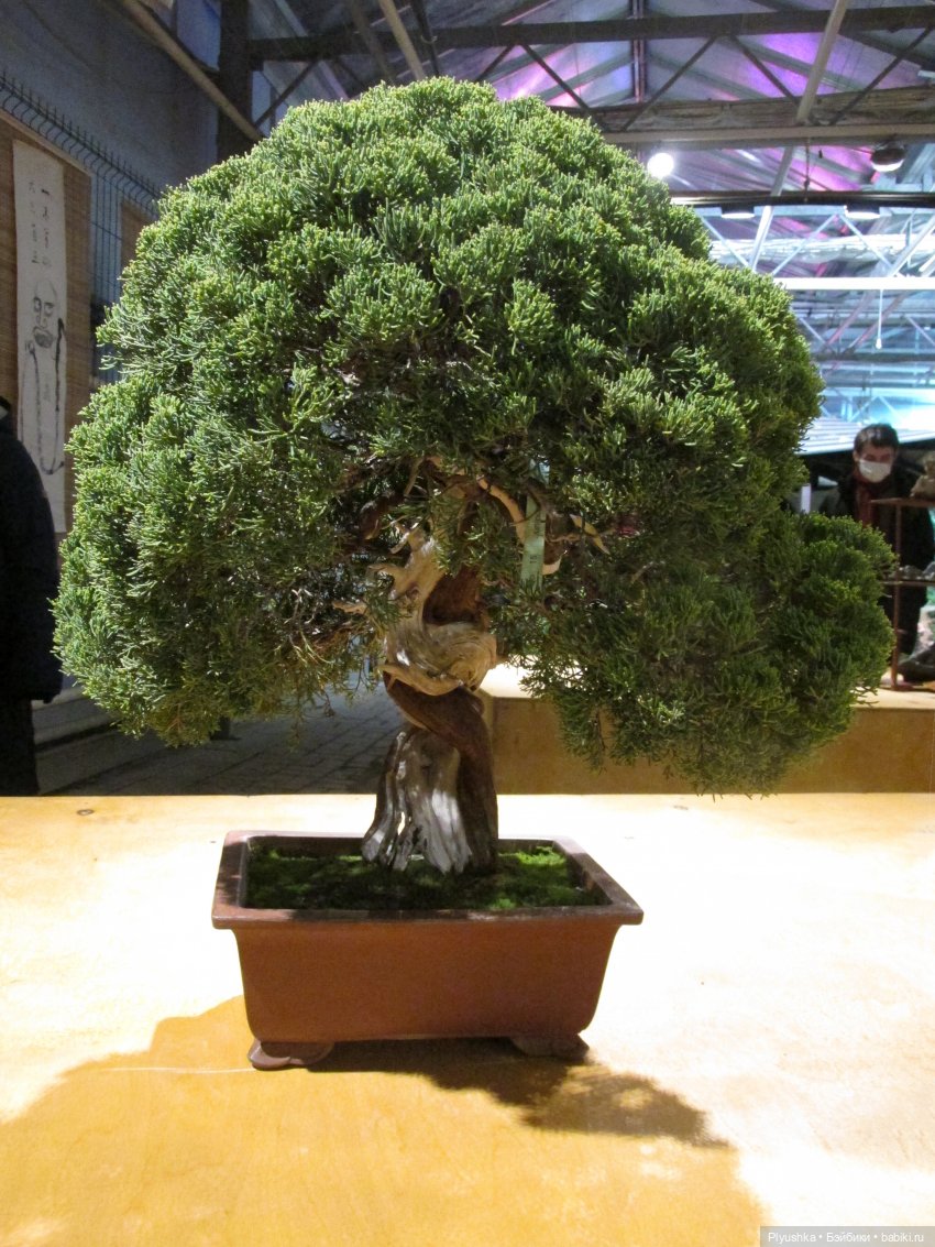 А вы знаете, где сейчас цветут орхидеи