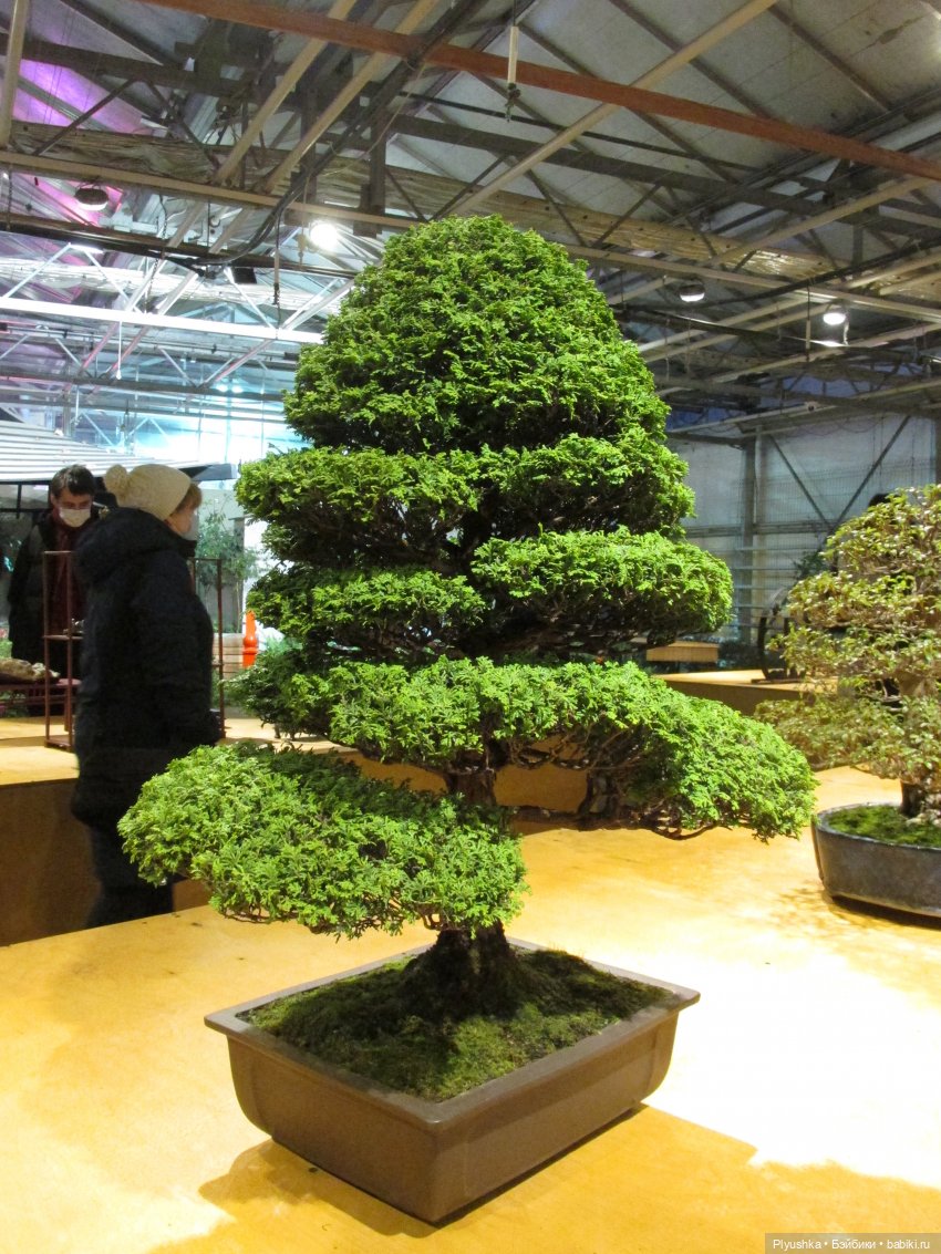 А вы знаете, где сейчас цветут орхидеи