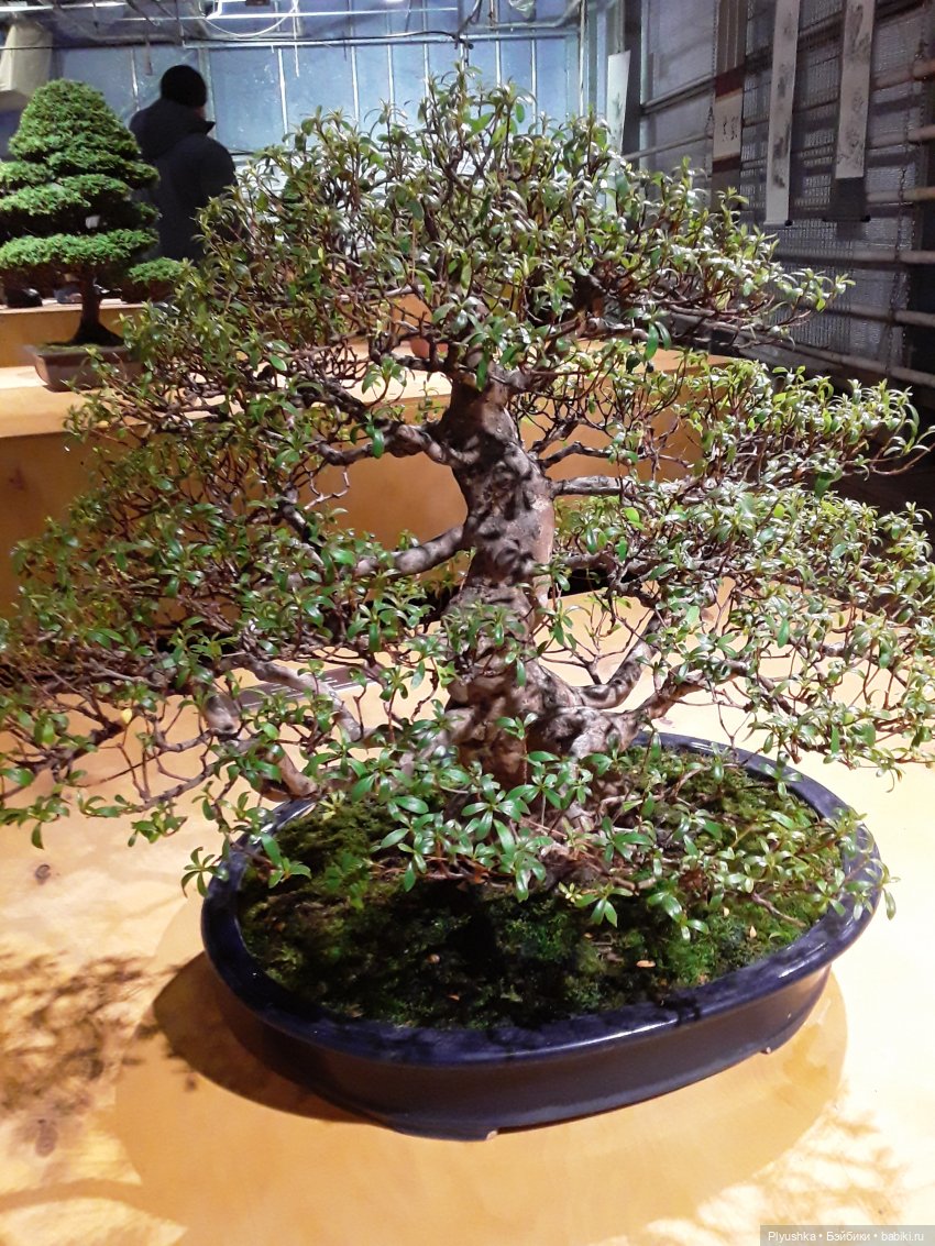 А вы знаете, где сейчас цветут орхидеи