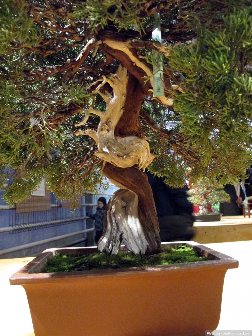 А вы знаете, где сейчас цветут орхидеи