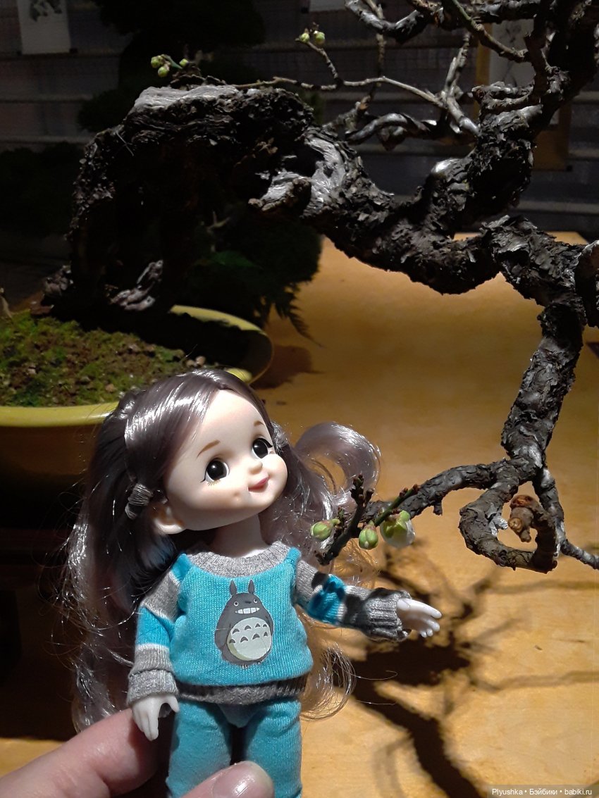 А вы знаете, где сейчас цветут орхидеи (фото 9)