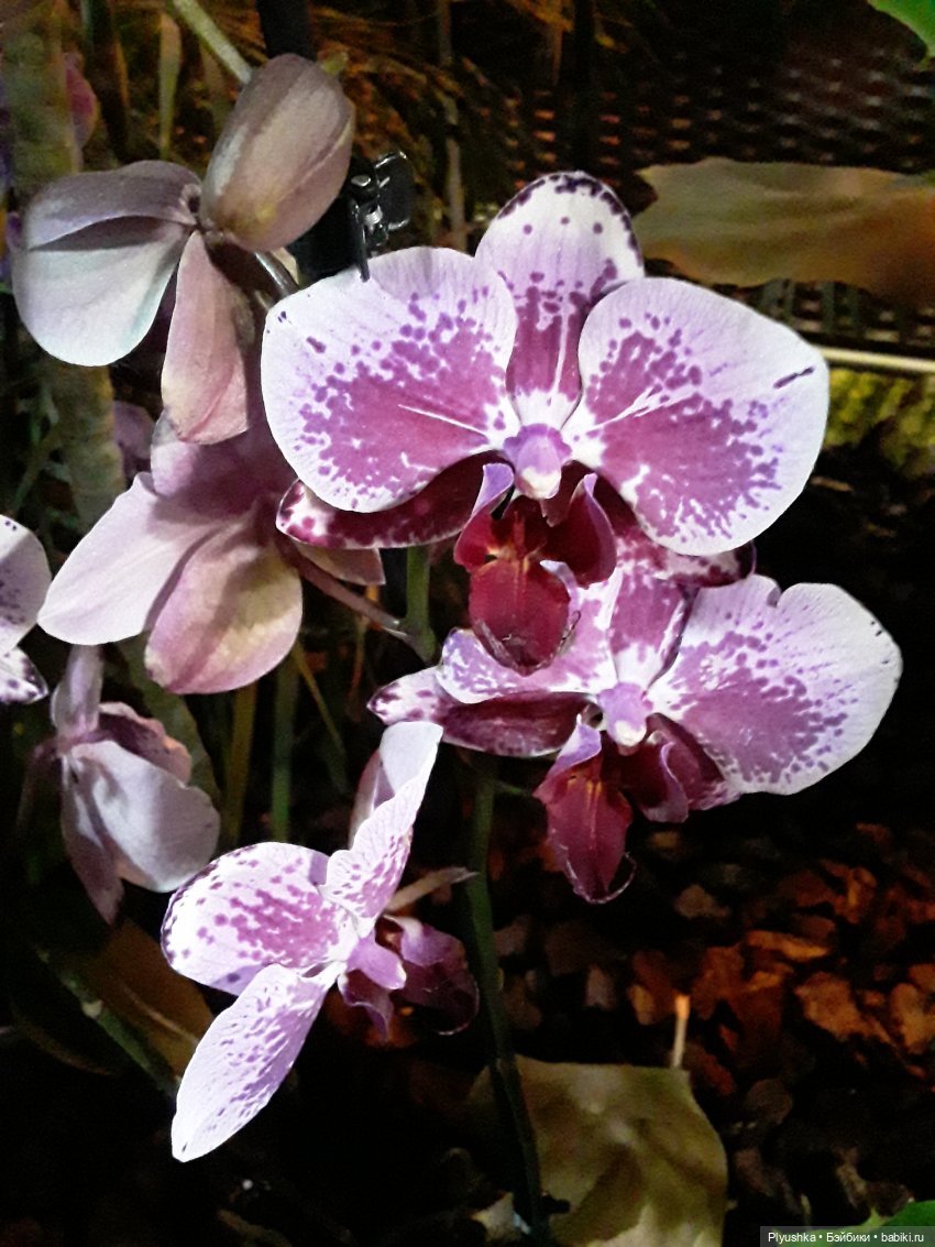 А вы знаете, где сейчас цветут орхидеи (фото 5)