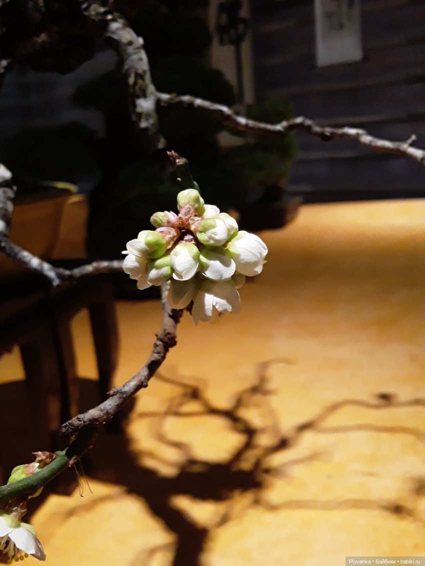 А вы знаете, где сейчас цветут орхидеи (фото 10)