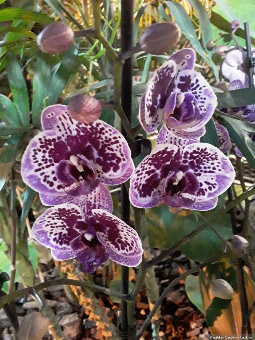 А вы знаете, где сейчас цветут орхидеи (фото 7)