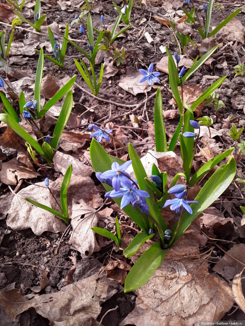 Басик и весна — Кот Басик (фото 4)