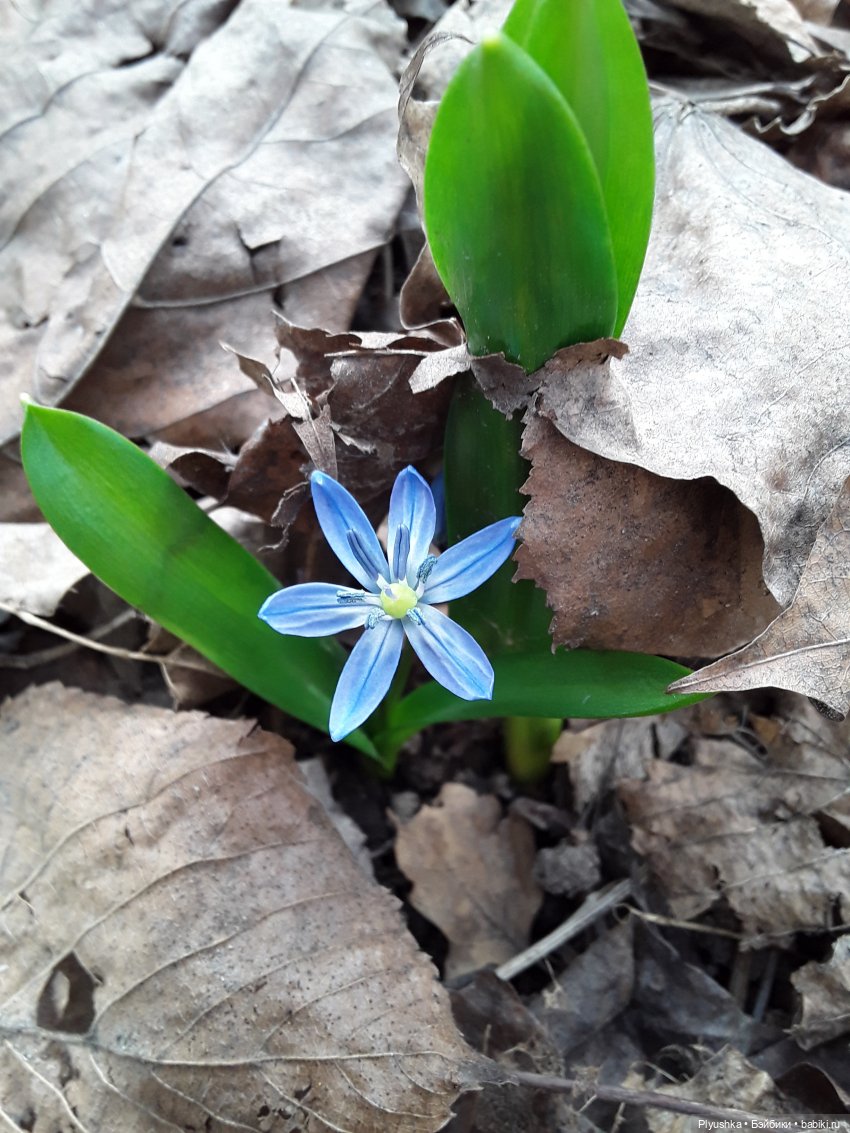 Басик и весна — Кот Басик (фото 5)