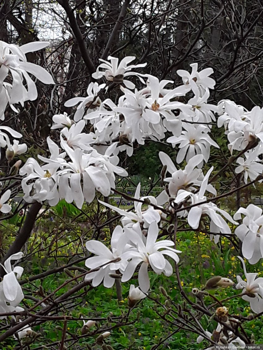 Цветение сакуры для Касуми. Часть 1. Много разных цветов (фото 2)