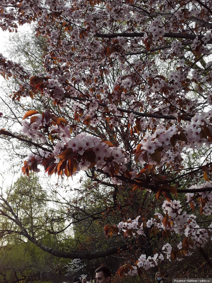 Цветение сакуры для Касуми. Часть 1. Много разных цветов
