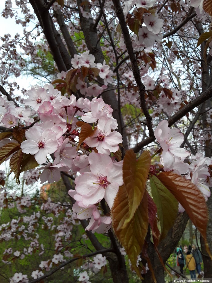 Цветение сакуры для Касуми. Часть 1. Много разных цветов
