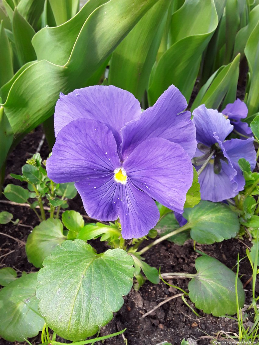 Цветение сакуры для Касуми. Часть 1. Много разных цветов (фото 8)