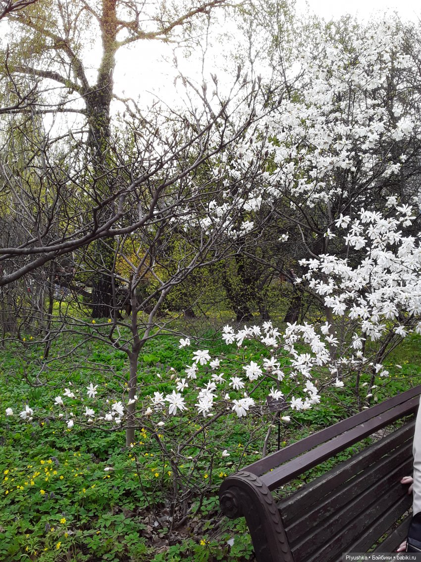 Цветение сакуры для Касуми. Часть 1. Много разных цветов