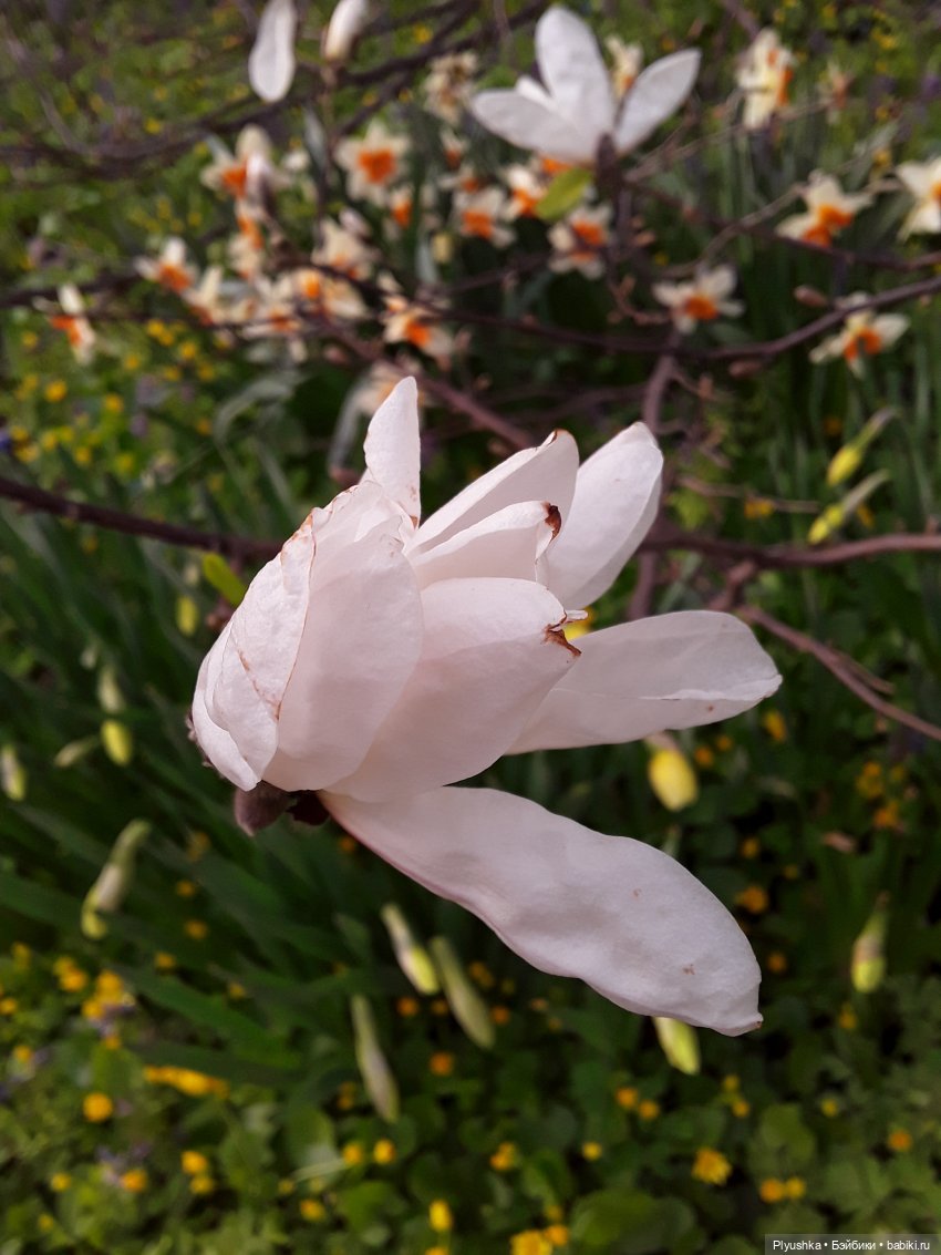 Цветение сакуры для Касуми. Часть 1. Много разных цветов (фото 3)
