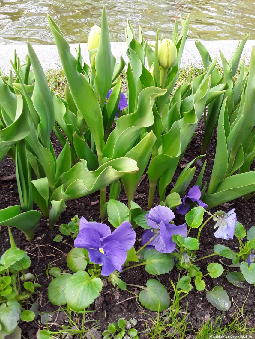 Цветение сакуры для Касуми. Часть 1. Много разных цветов (фото 9)