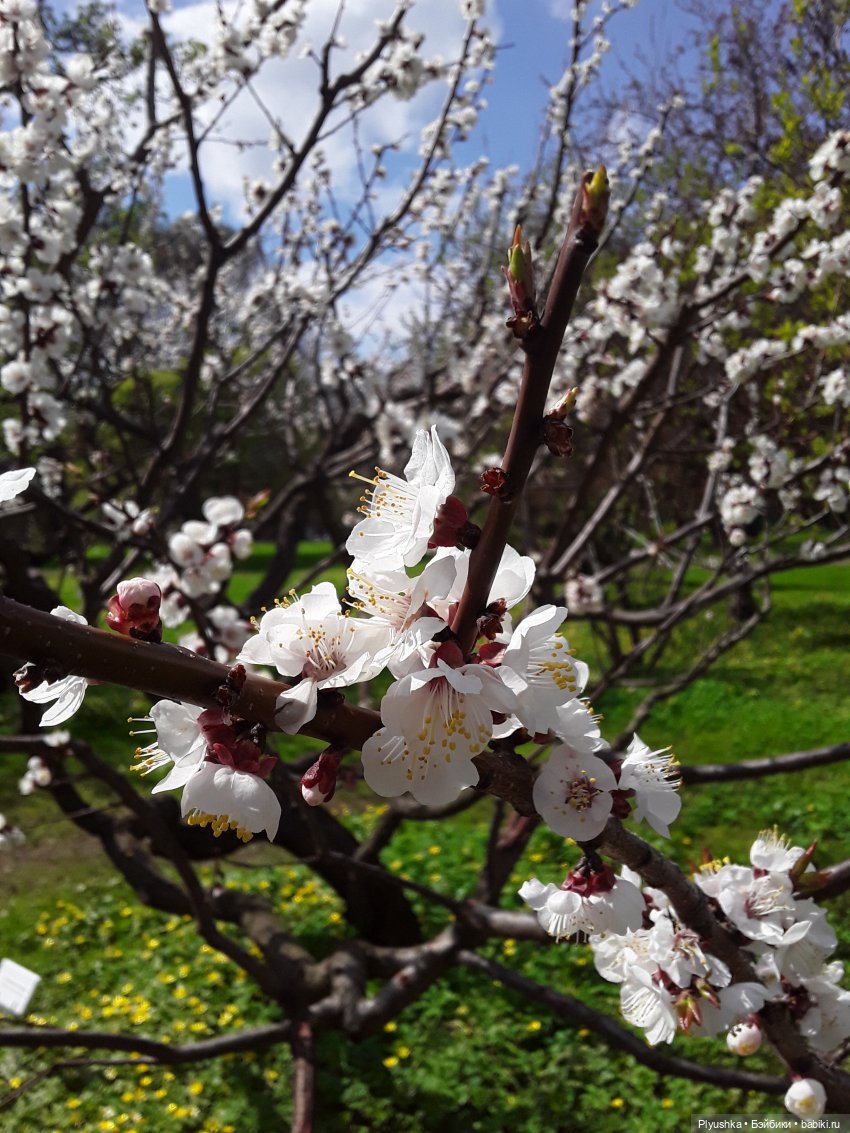 Цветение сакуры для Касуми. Часть 1. Много разных цветов