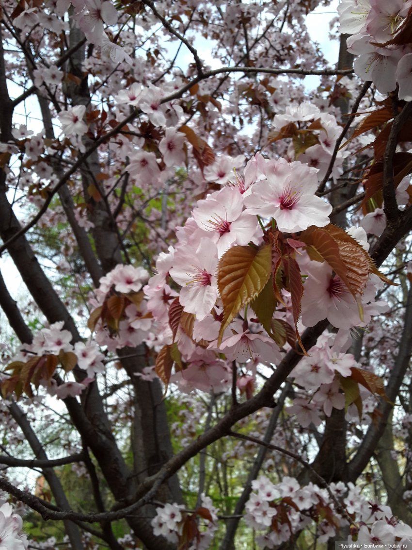 Цветение сакуры для Касуми. Часть 1. Много разных цветов