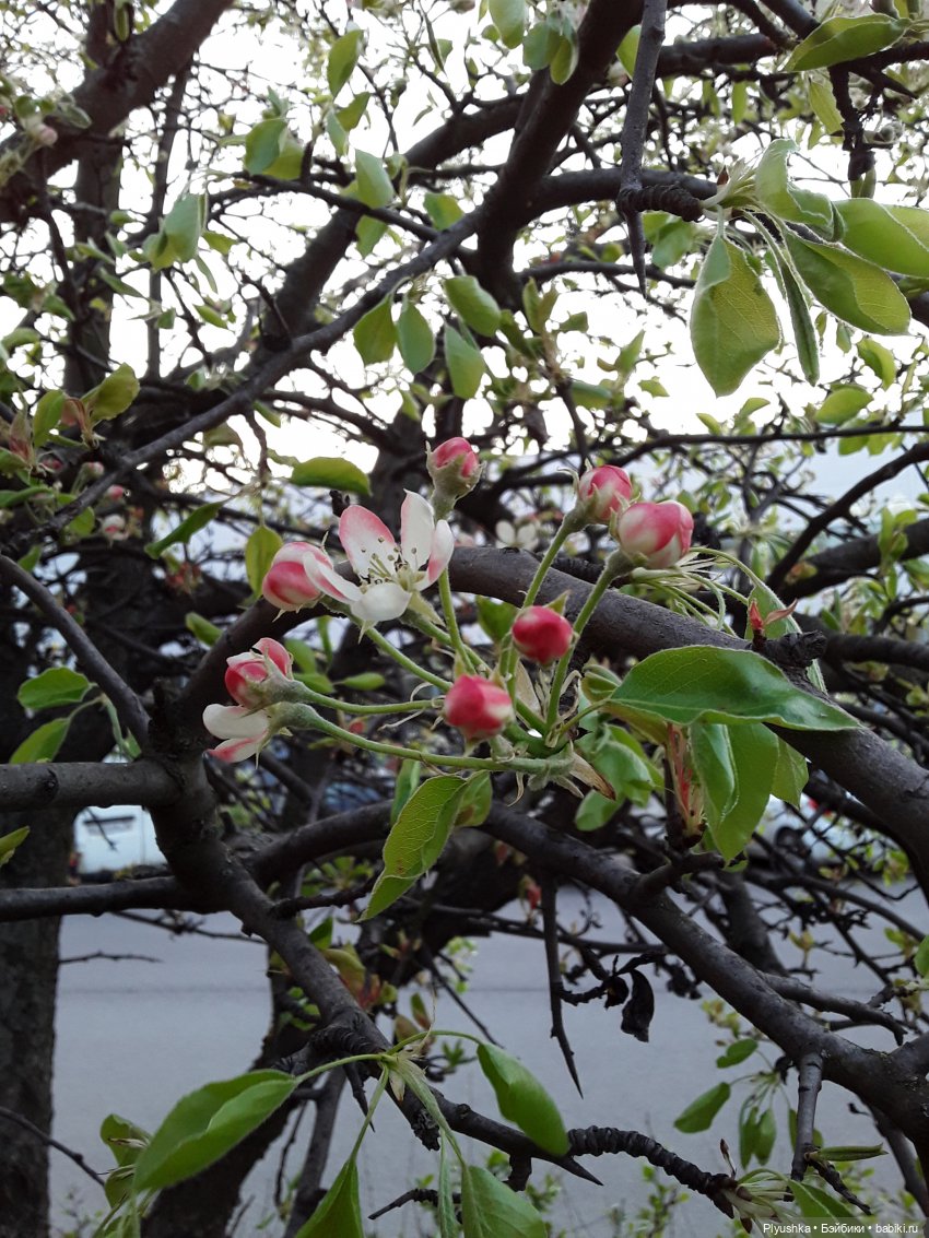 Авторская куколка. Француженка? Фея? Эльф (фото 6)