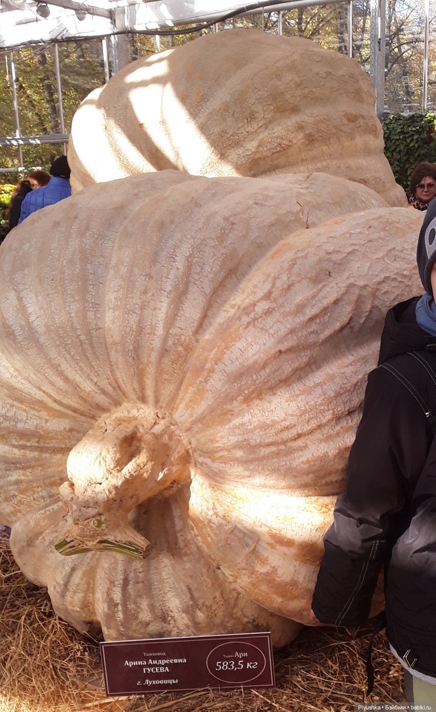 Краски осени и Мистер Лис (фото 3)