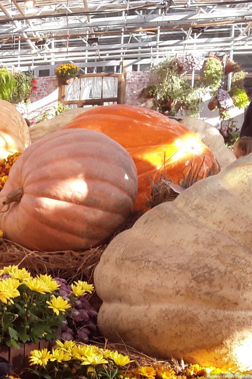 Краски осени и Мистер Лис (фото 2)