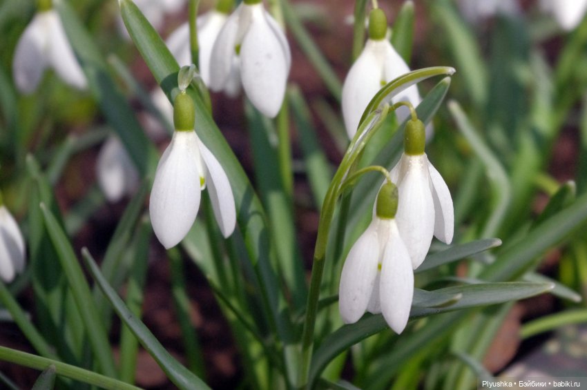 Булка и подснежники — Куклы Nines d'Onil (Нинес): Миа (Mia) (фото 9)