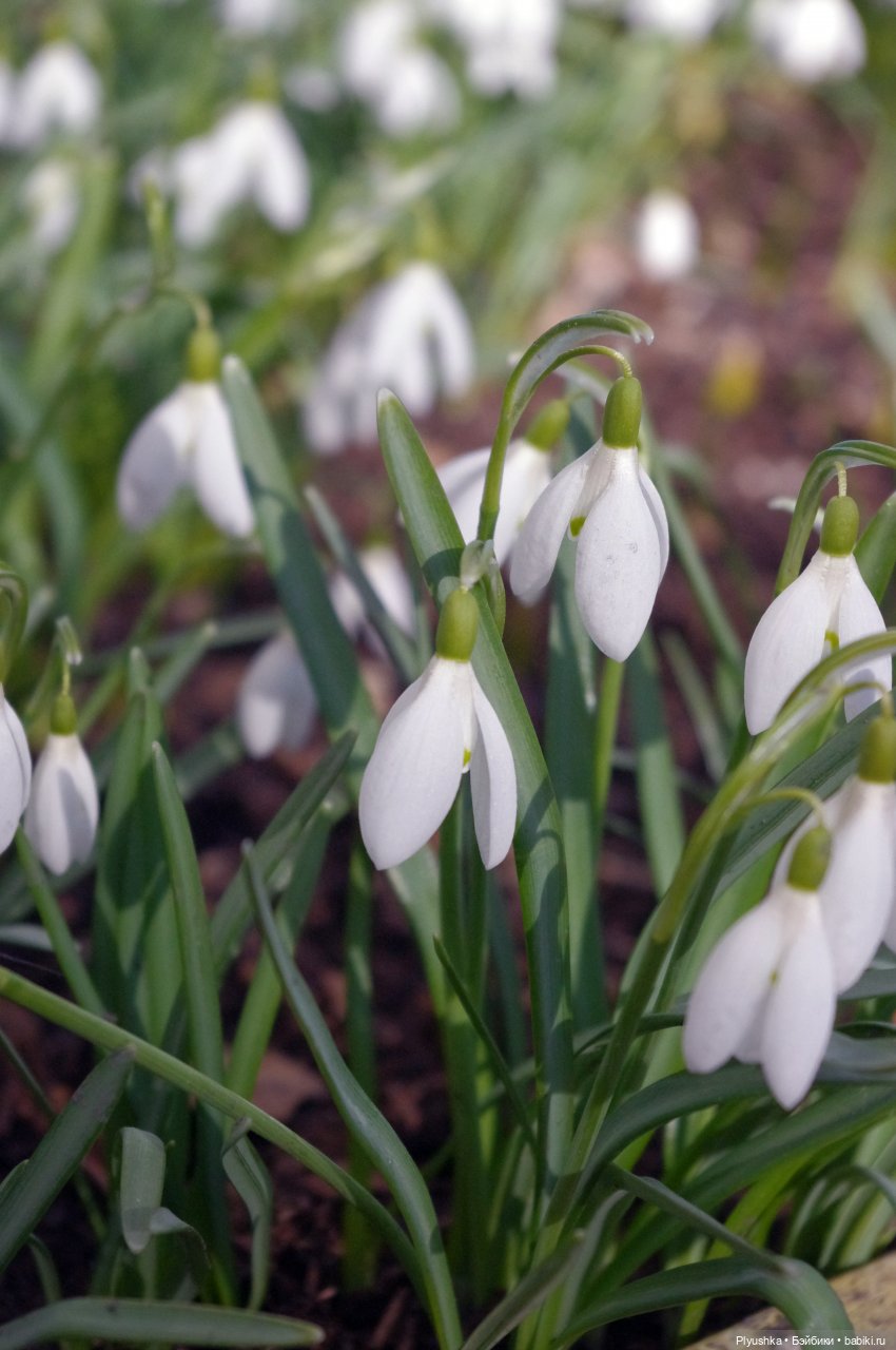 Булка и подснежники — Куклы Nines d'Onil (Нинес): Миа (Mia) (фото 4)