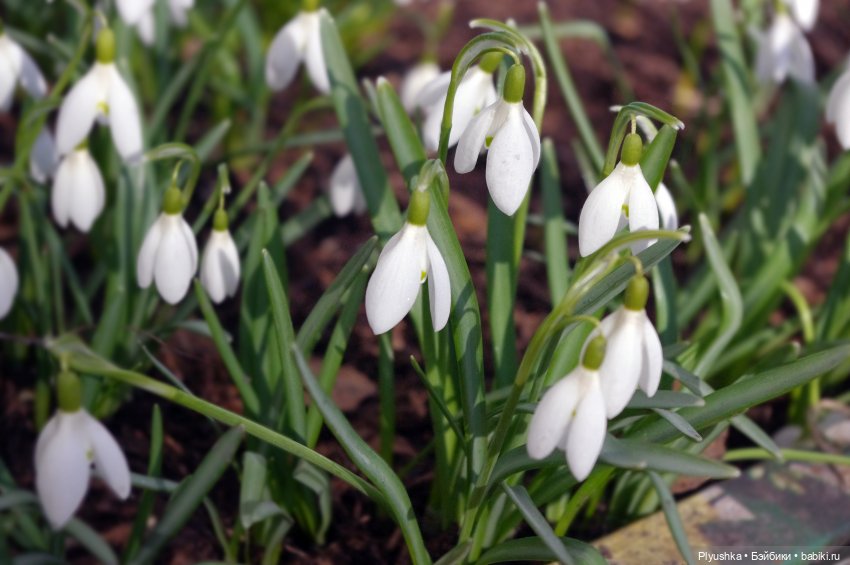 Булка и подснежники — Куклы Nines d'Onil (Нинес): Миа (Mia) (фото 6)