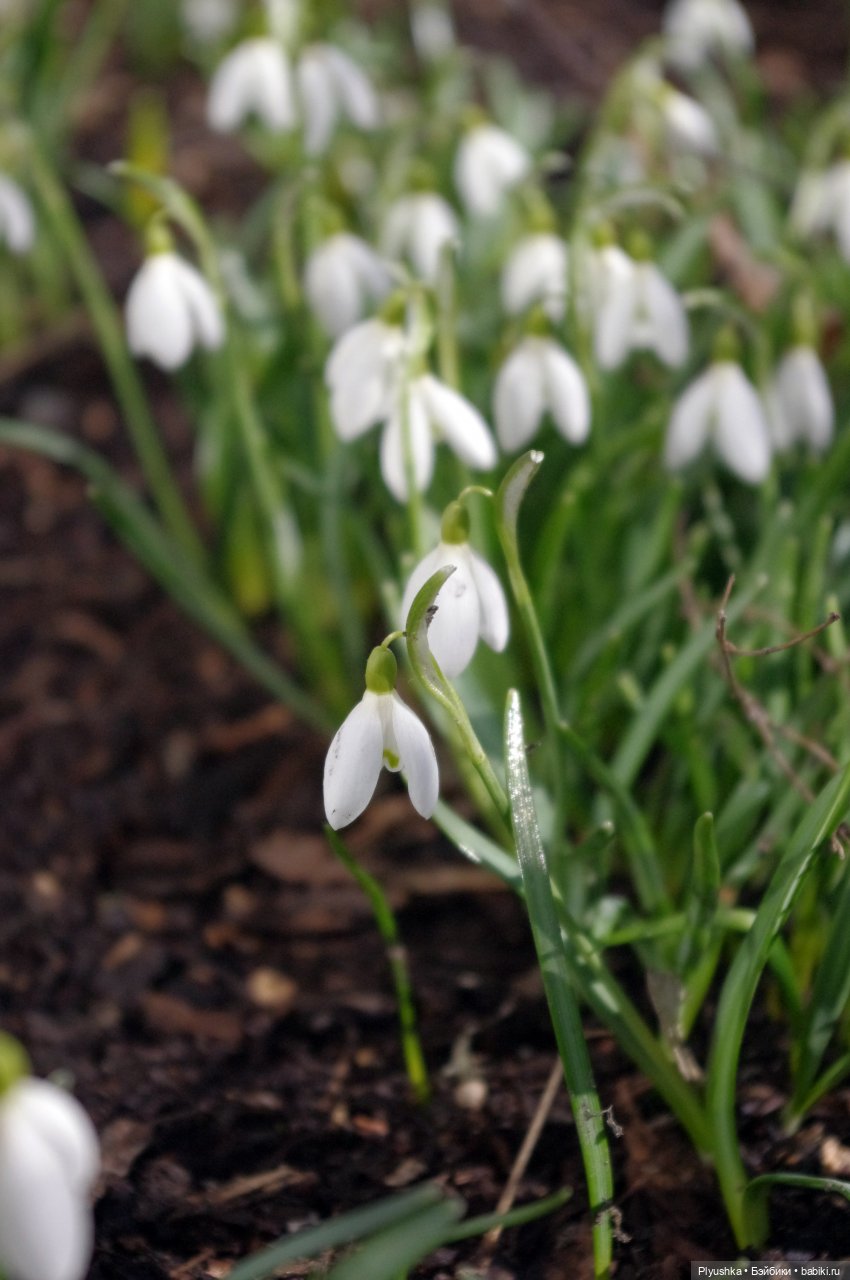 Булка и подснежники — Куклы Nines d'Onil (Нинес): Миа (Mia) (фото 10)
