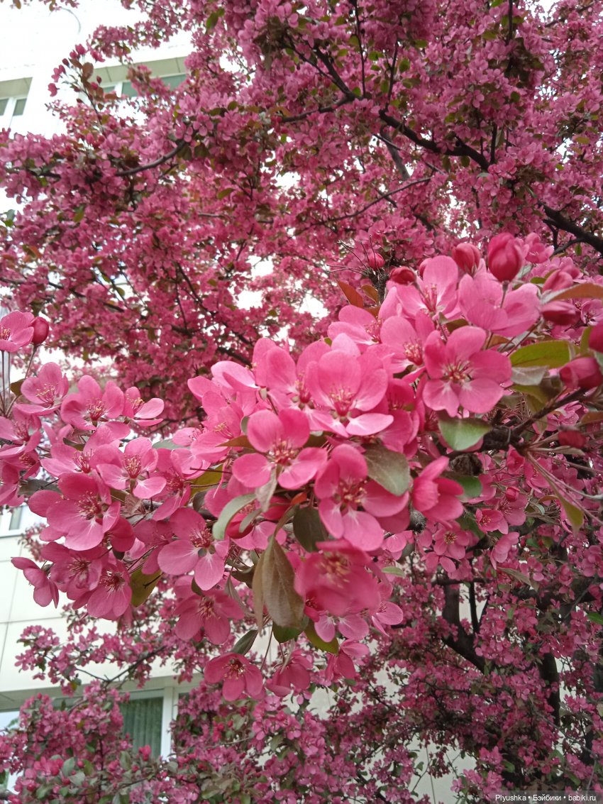 Булочка гуляет — Куклы Nines d'Onil (Нинес): Миа (Mia) (фото 9)