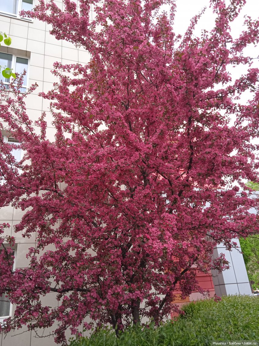 Булочка гуляет — Куклы Nines d'Onil (Нинес): Миа (Mia) (фото 8)