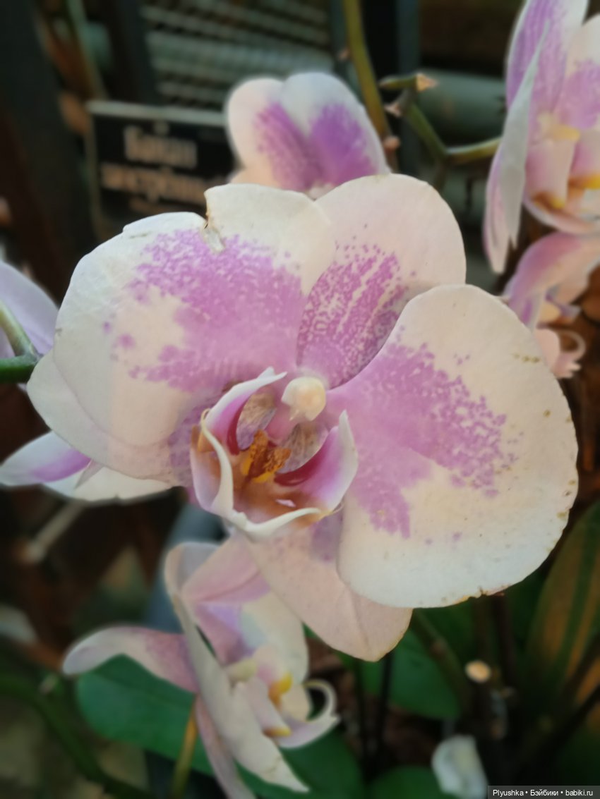 Репетиция весны с Асей — Российские куклы Весна (фото 2)