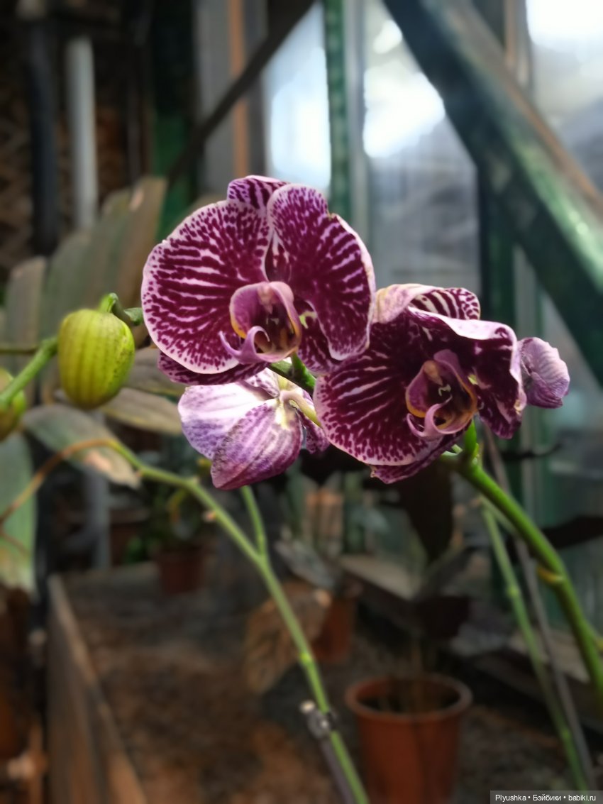 Репетиция весны с Асей — Российские куклы Весна (фото 7)