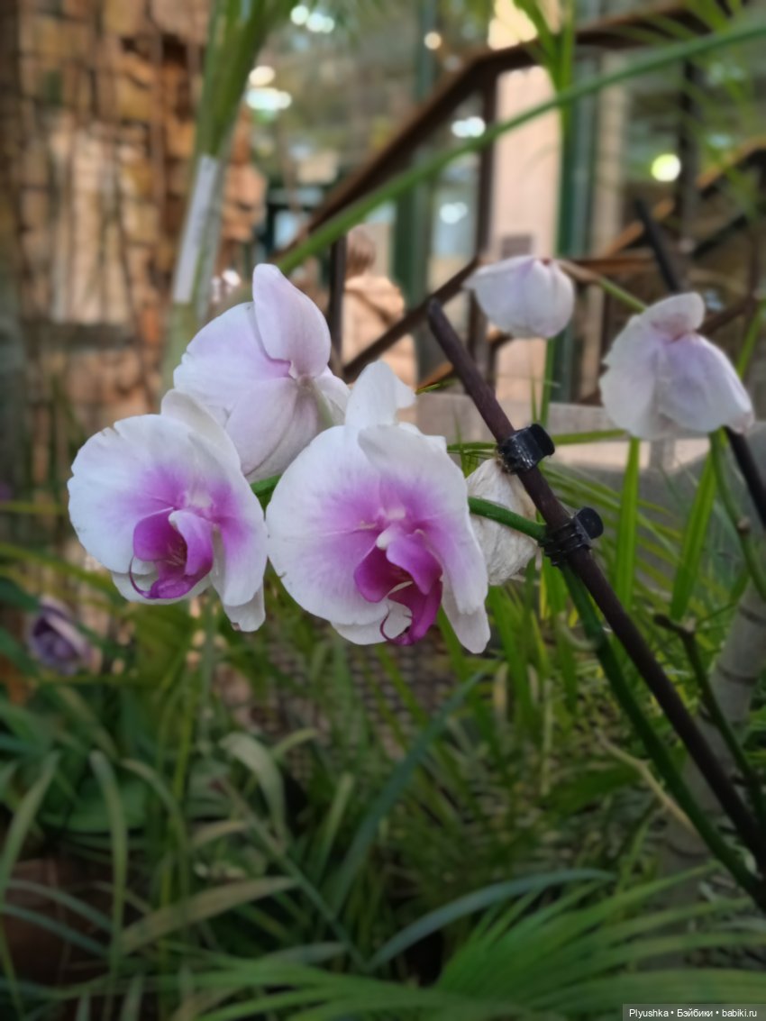 Репетиция весны с Асей — Российские куклы Весна (фото 5)