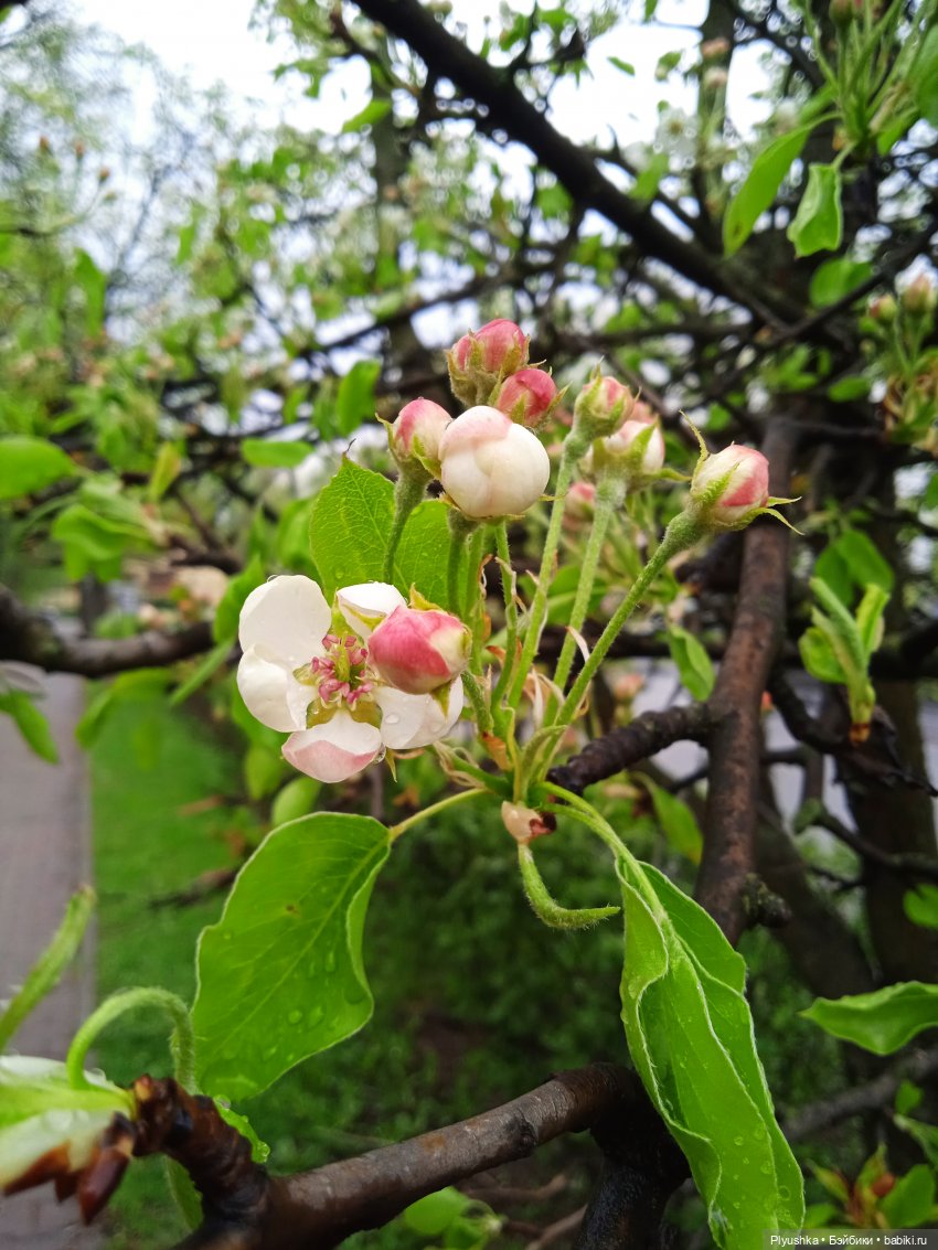 Вайнона - фея цветов — Домашние фото авторских кукол: личные коллекции