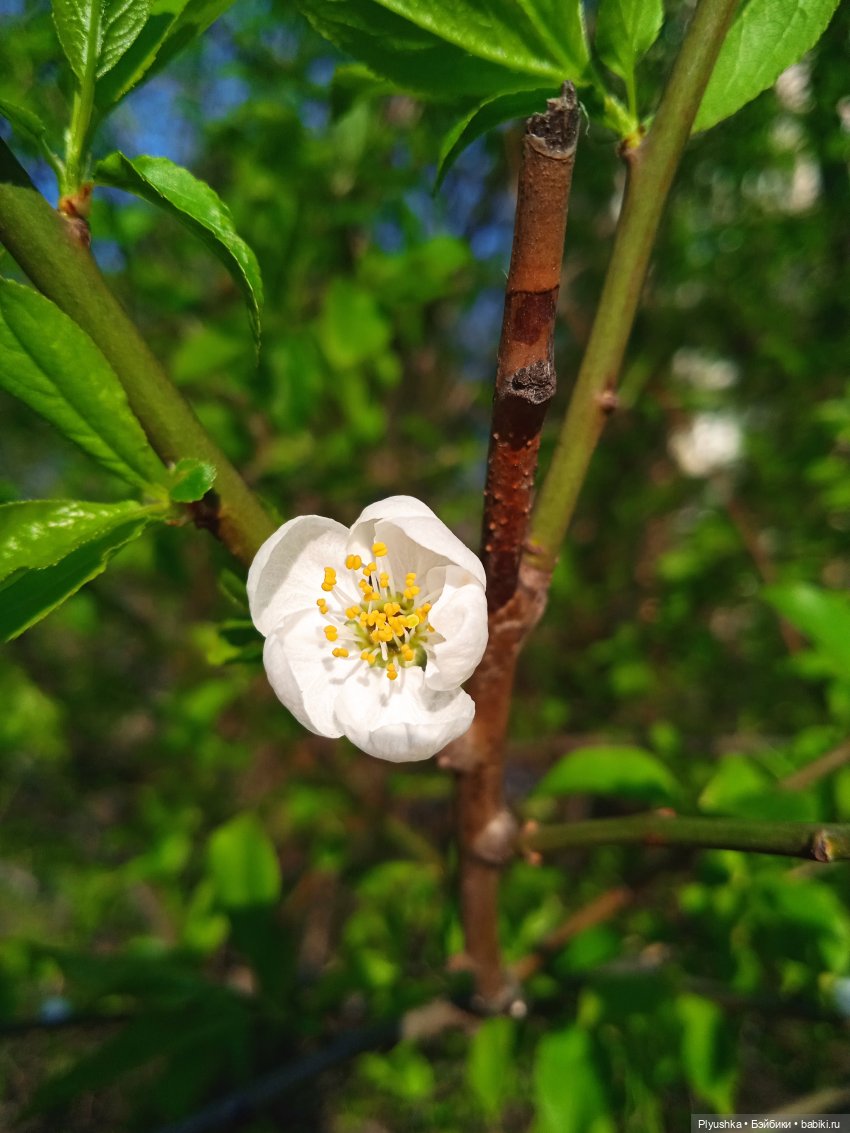 Вайнона - фея цветов — Домашние фото авторских кукол: личные коллекции (фото 10)