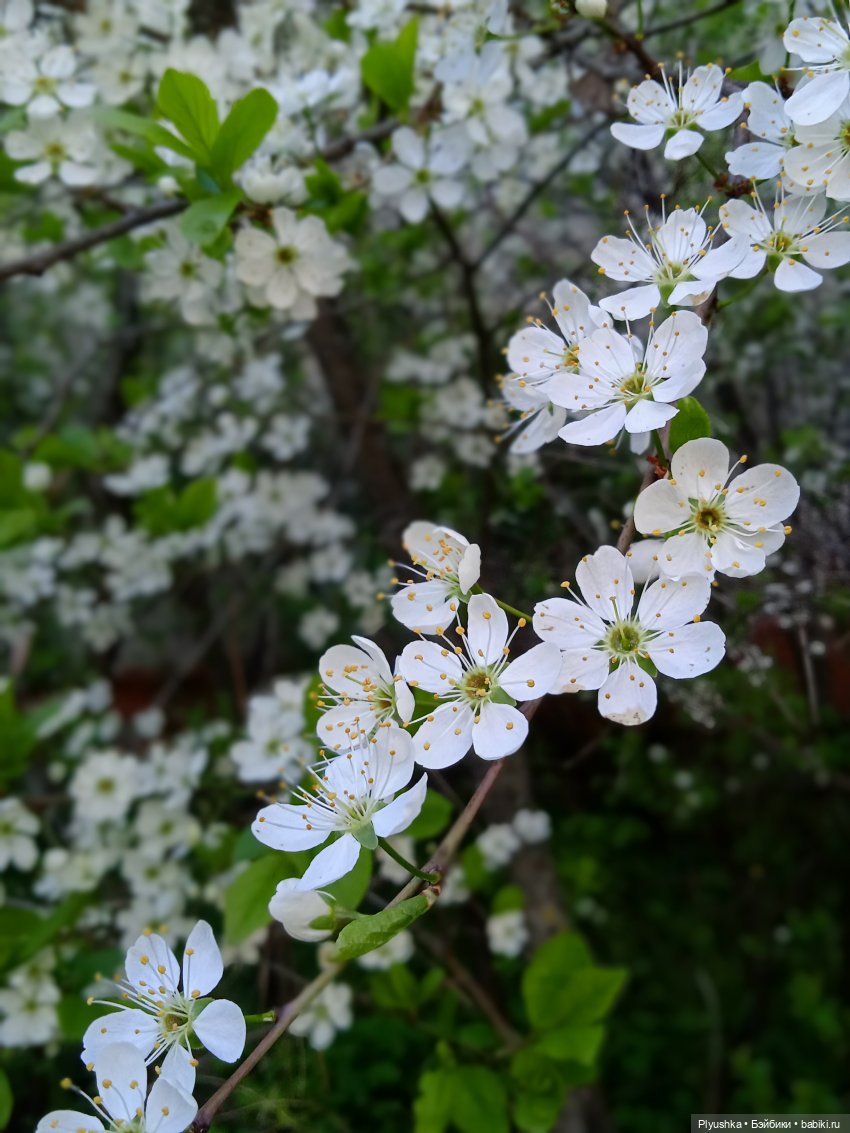 Вайнона - фея цветов — Домашние фото авторских кукол: личные коллекции