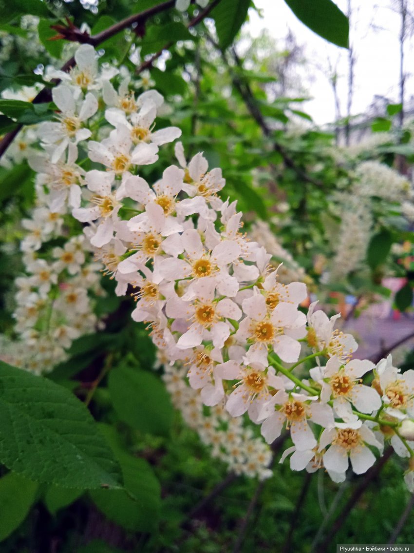 Вайнона - фея цветов — Домашние фото авторских кукол: личные коллекции (фото 5)