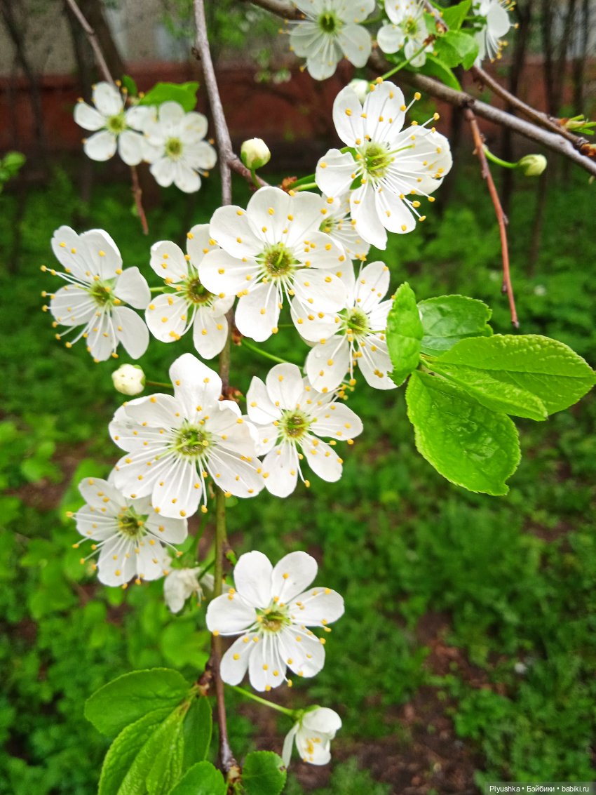 Вайнона - фея цветов — Домашние фото авторских кукол: личные коллекции