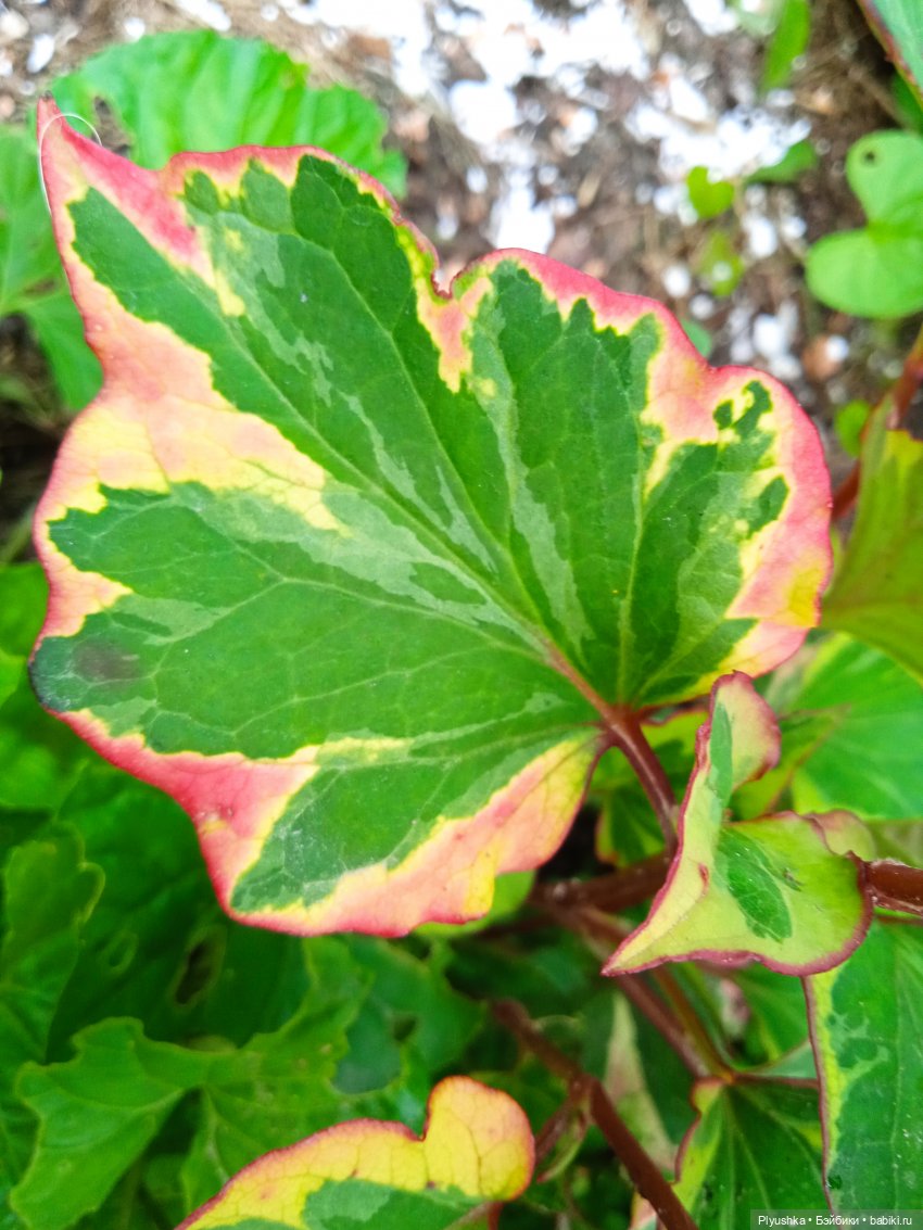 Летняя сборная солянка. Куклы, фигурки, цветы