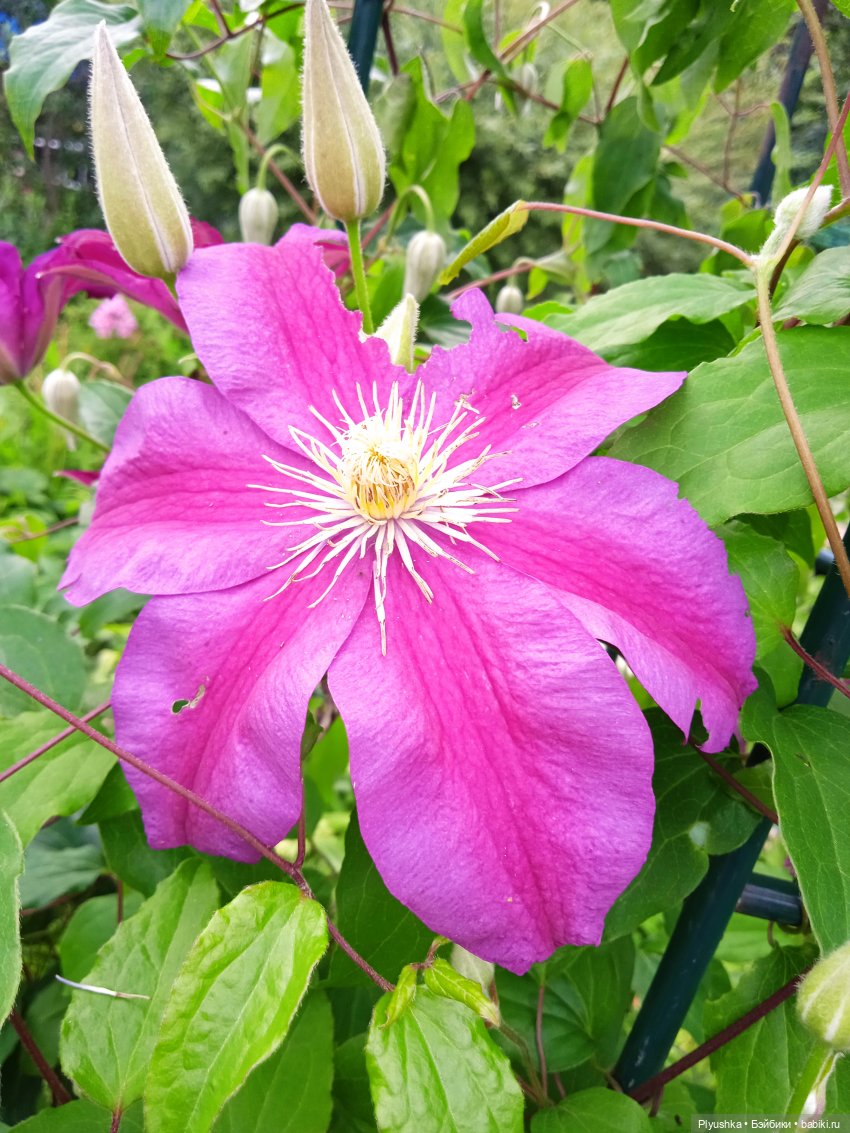 Летняя сборная солянка. Куклы, фигурки, цветы (фото 8)