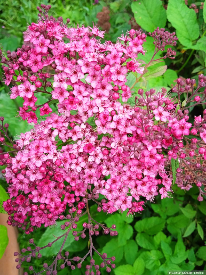 Летняя сборная солянка. Куклы, фигурки, цветы (фото 10)