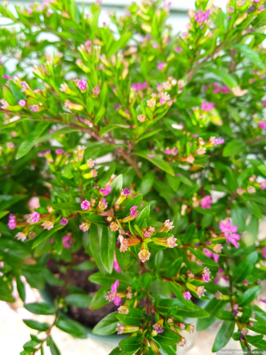 Летняя сборная солянка. Куклы, фигурки, цветы (фото 9)