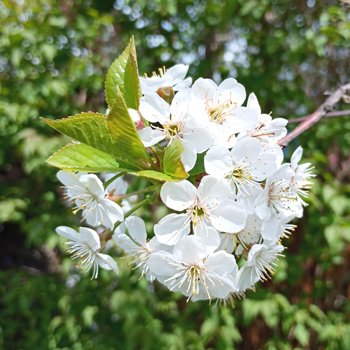 Просто цветочков пост