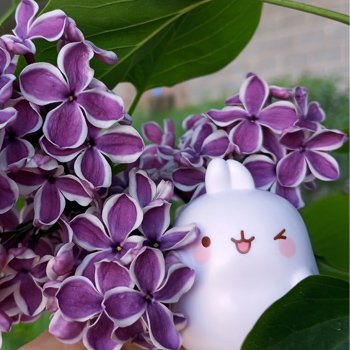 Продолжу про сирень