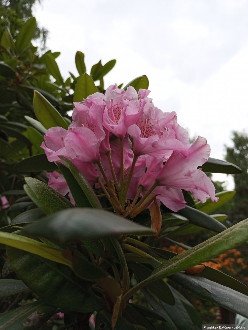 Вера и выставка рододендронов в Аптекарском огороде