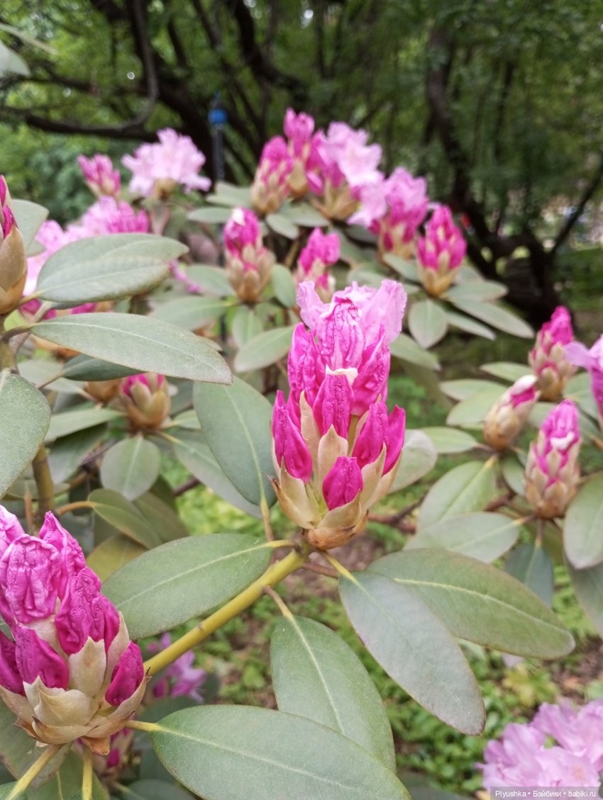 Вера и выставка рододендронов в Аптекарском огороде