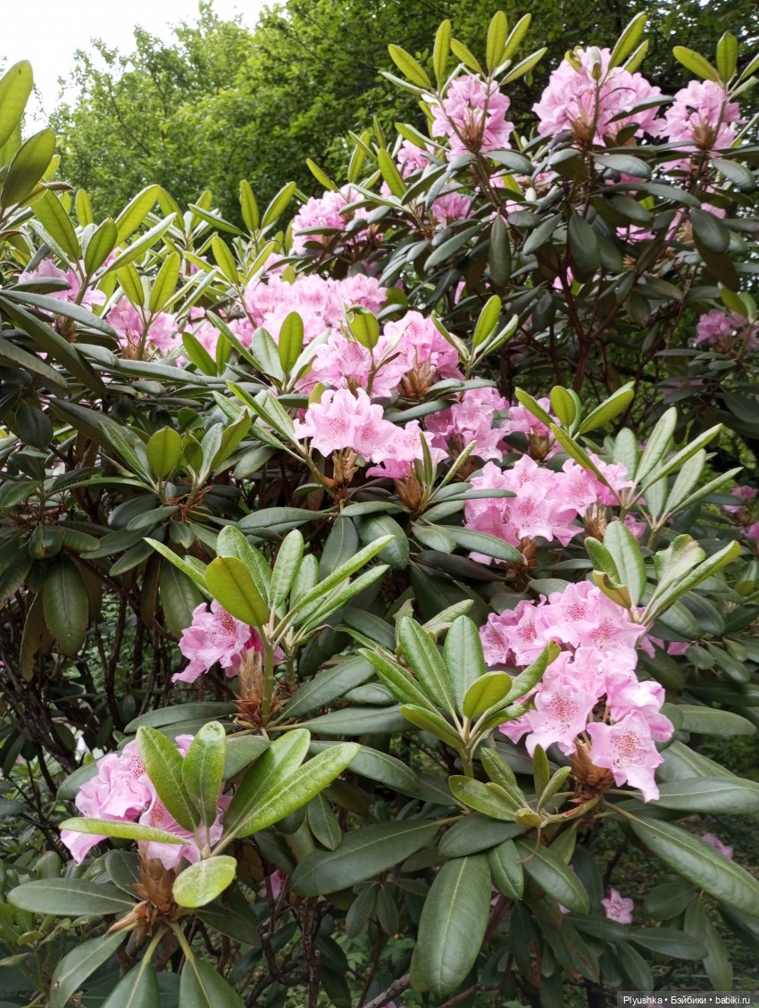 Вера и выставка рододендронов в Аптекарском огороде