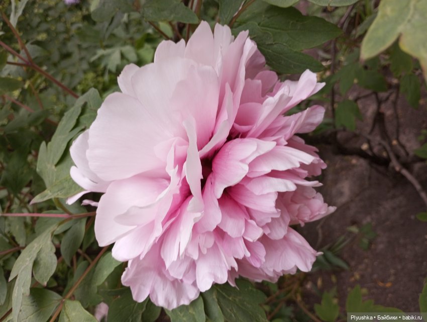 Вера и выставка рододендронов в Аптекарском огороде (фото 5)