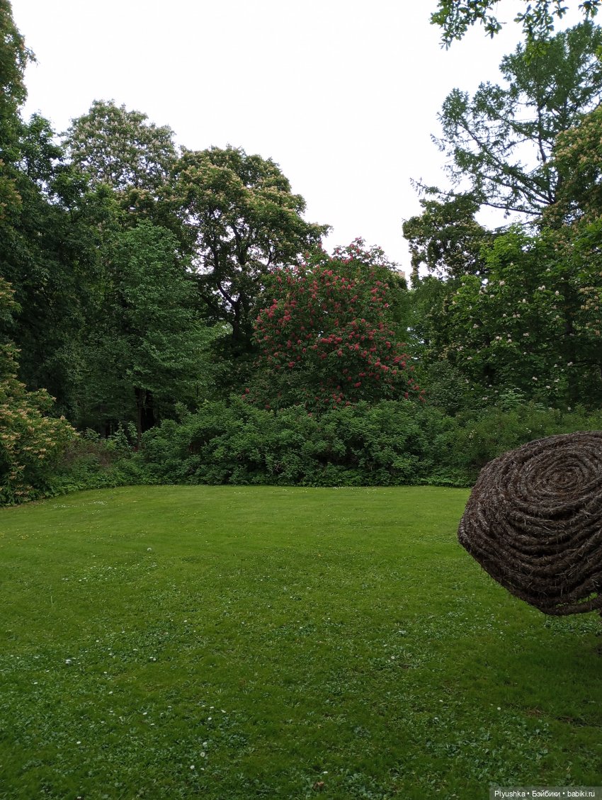 Вера и выставка рододендронов в Аптекарском огороде (фото 10)