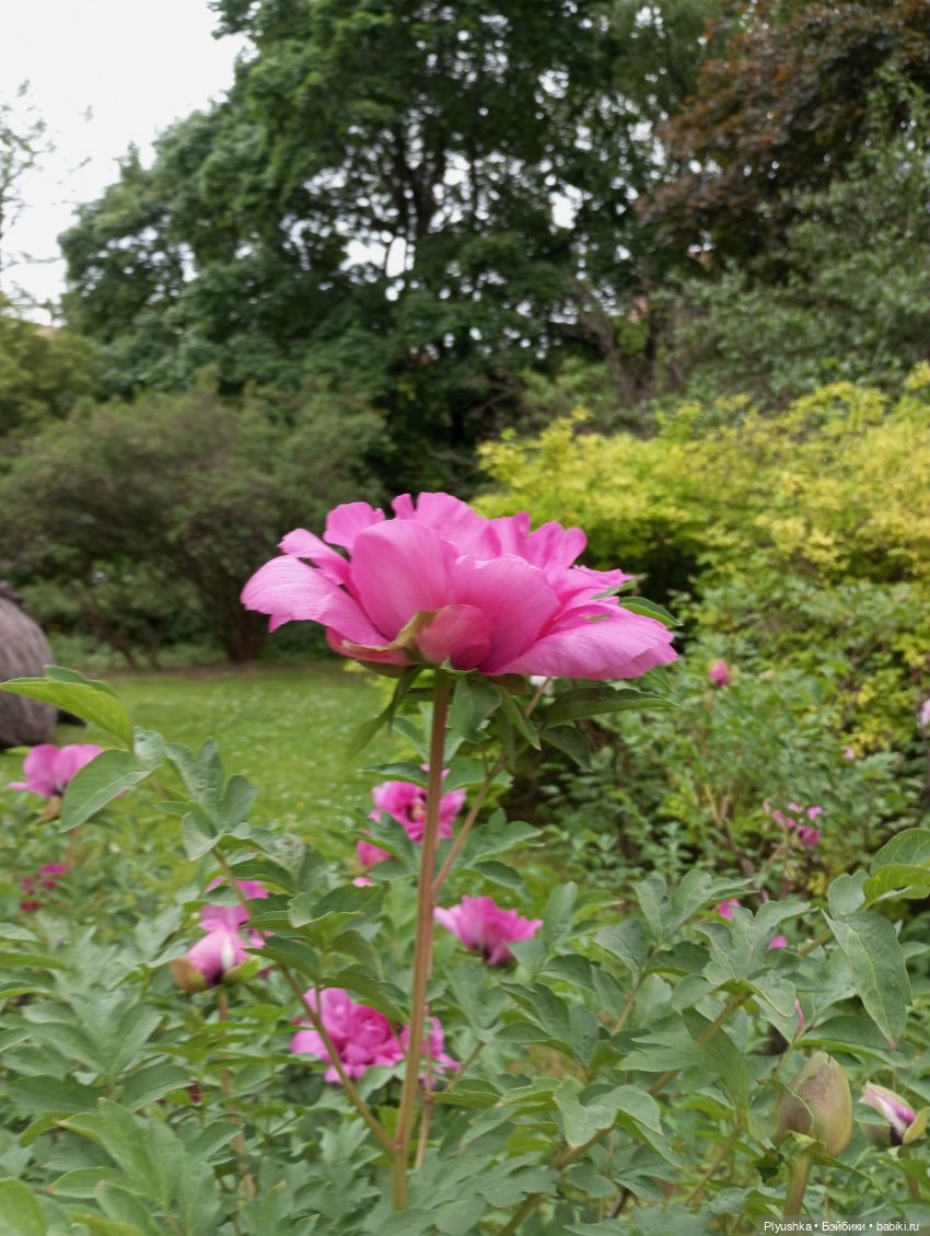 Вера и выставка рододендронов в Аптекарском огороде (фото 8)