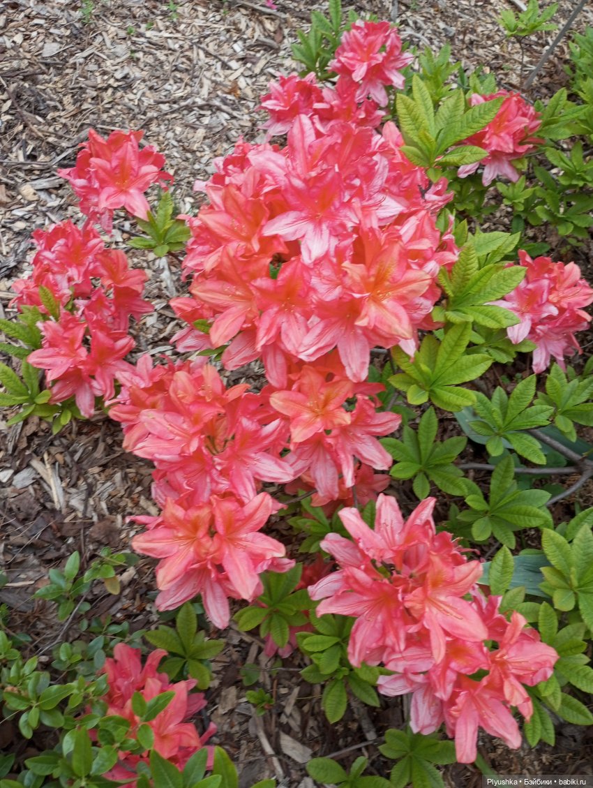 Вера и выставка рододендронов в Аптекарском огороде